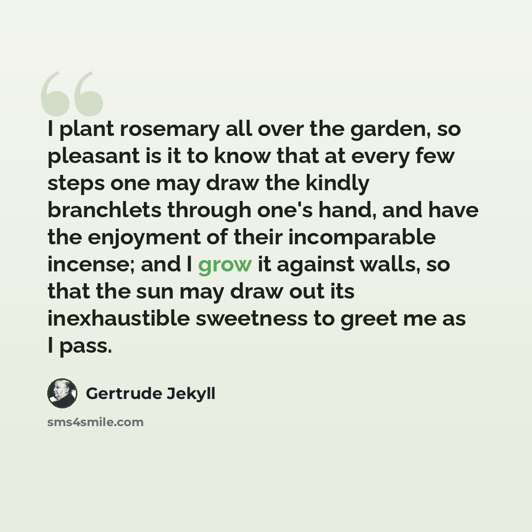 “I plant rosemary all over the garden, so pleasant is it to know that at every few steps one may draw the kindly branchlets through one's hand, and have the enjoyment of their incomparable incense; and I grow it against walls, so that the sun may draw out its inexhaustible sweetness to greet me as…” quote by Gertrude Jekyll