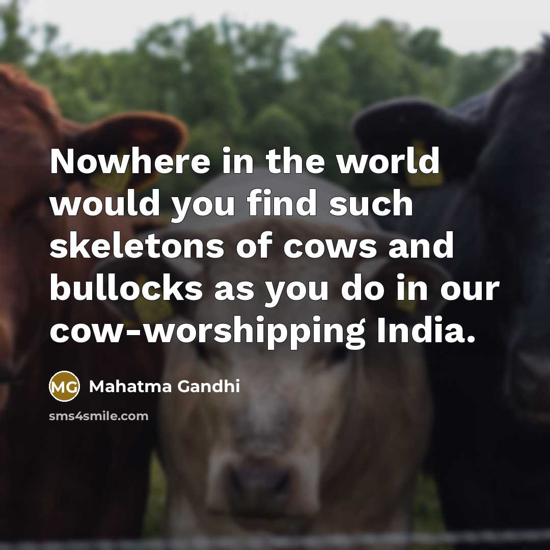 “Nowhere in the world would you find such skeletons of cows and bullocks as you do in our cow-worshipping India.” quote by Mahatma Gandhi
