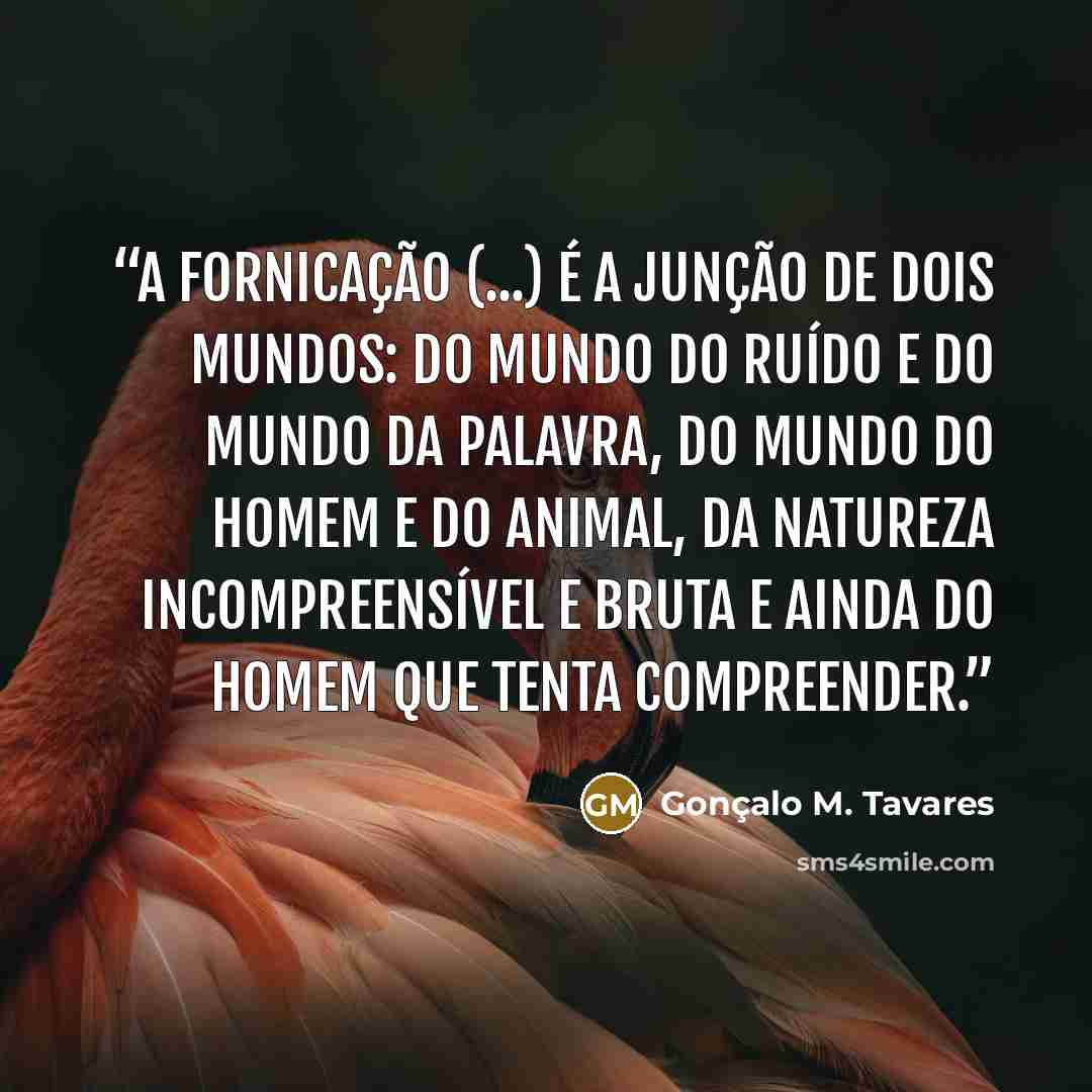 “a fornicação (...) é a junção de dois mundos: do mundo do ruído e do mundo da palavra, do mundo do Homem e do animal, da natureza incompreensível e bruta e ainda do Homem que tenta compreender.” quote by Gonçalo M. Tavares