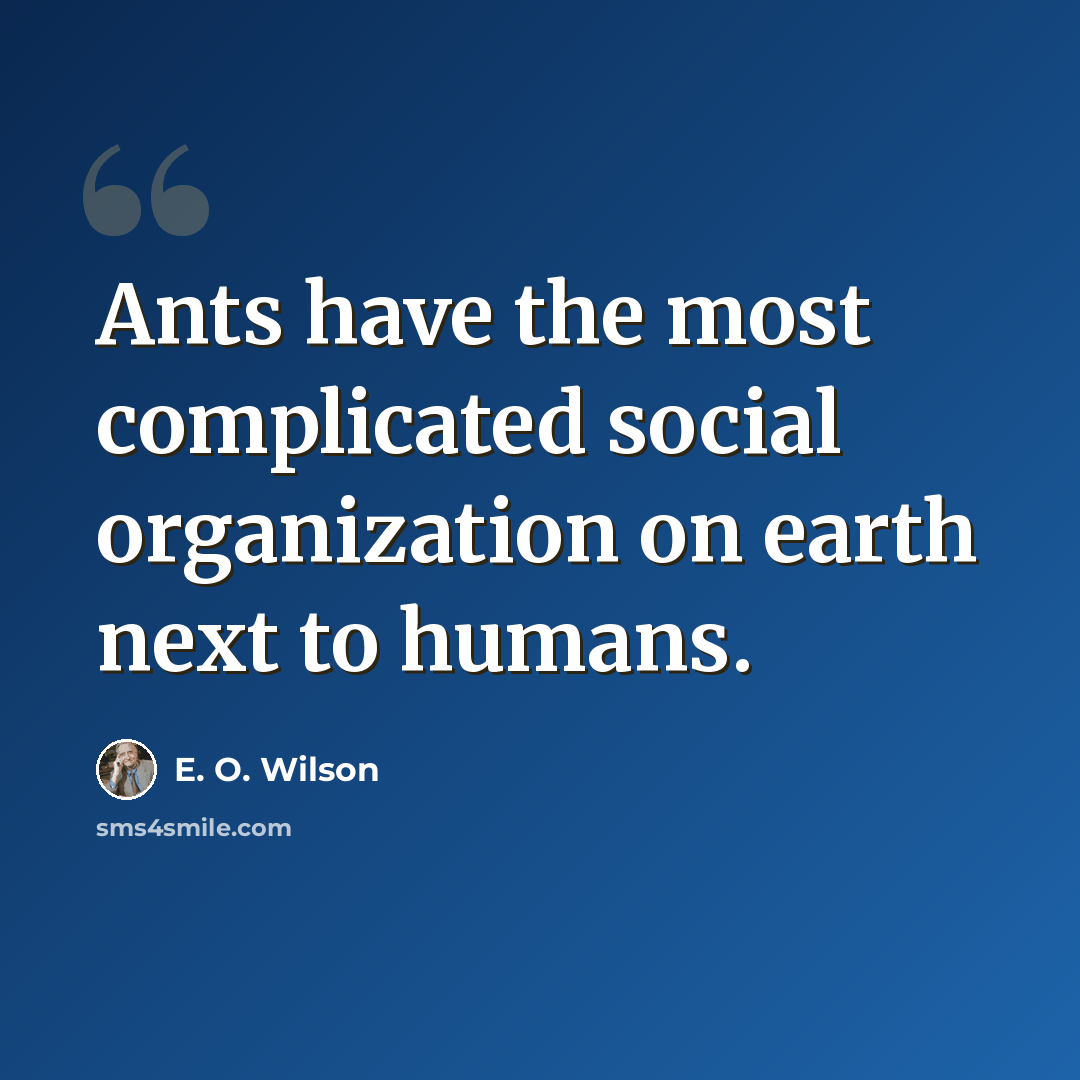 “Ants have the most complicated social organization on earth next to humans.” quote by E. O. Wilson
