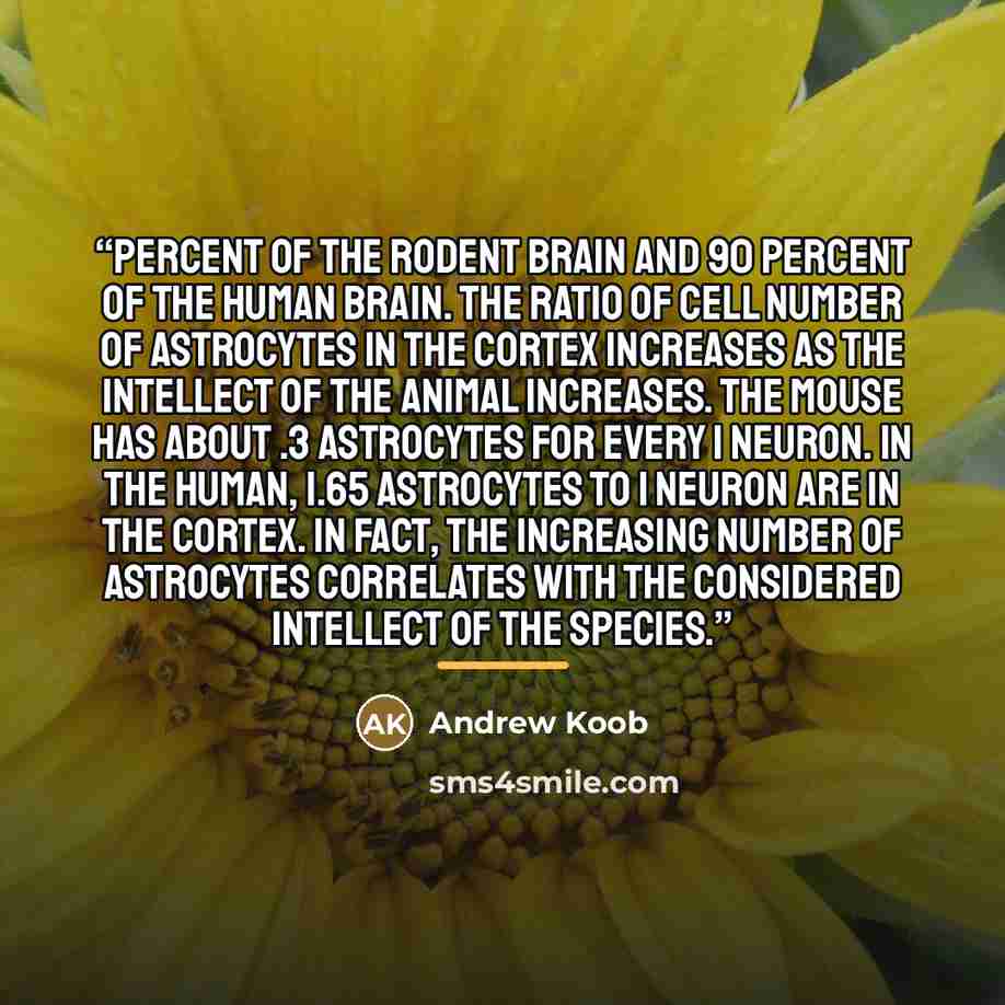 “percent of the rodent brain and 90 percent of the human brain. The ratio of cell number of astrocytes in the cortex increases as the intellect of the animal increases. The mouse has about .3 astrocytes for every 1 neuron. In the human, 1.65 astrocytes to 1 neuron are in the cortex. In fact, the…” quote by Andrew Koob