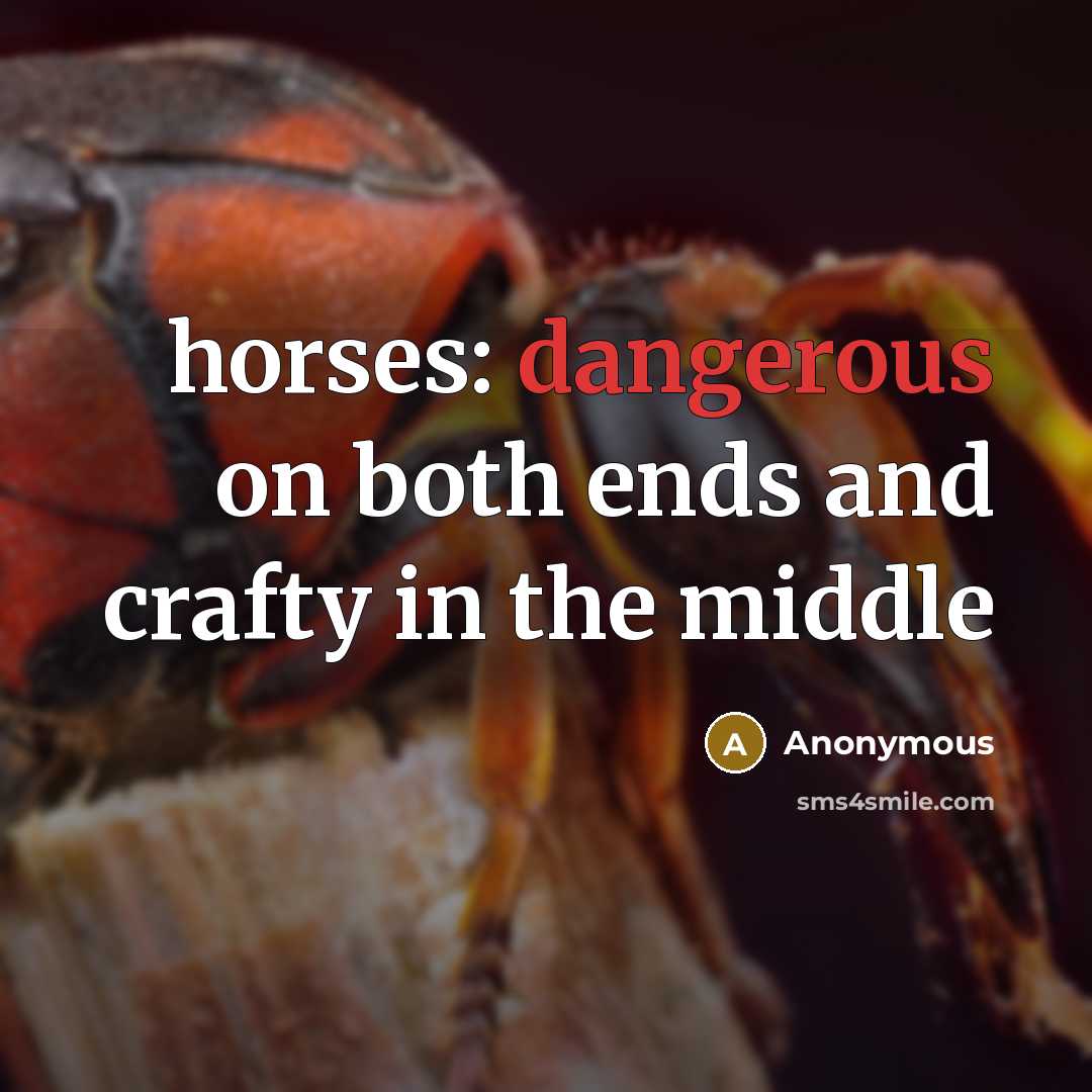 “horses: dangerous on both ends and crafty in the middle” quote by Anonymous