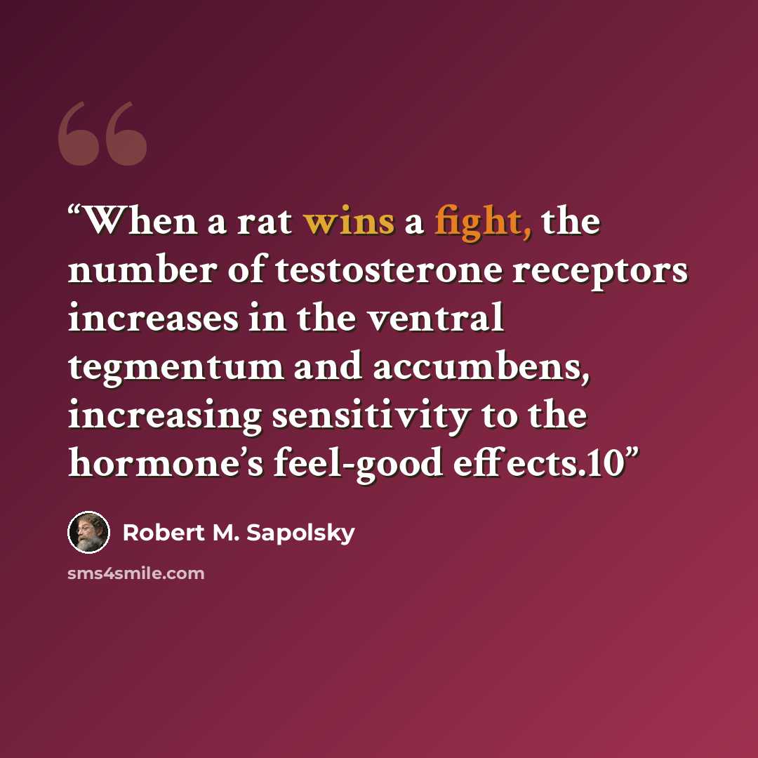 “When a rat wins a fight, the number of testosterone receptors increases in the ventral tegmentum and accumbens, increasing sensitivity to the hormone’s feel-good effects.10” quote by Robert M. Sapolsky