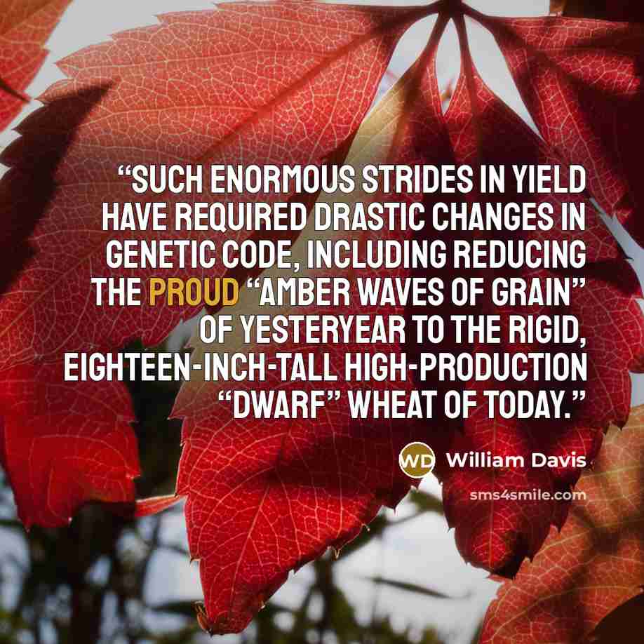 “Such enormous strides in yield have required drastic changes in genetic code, including reducing the proud “amber waves of grain” of yesteryear to the rigid, eighteen-inch-tall high-production “dwarf” wheat of today.” quote by William Davis