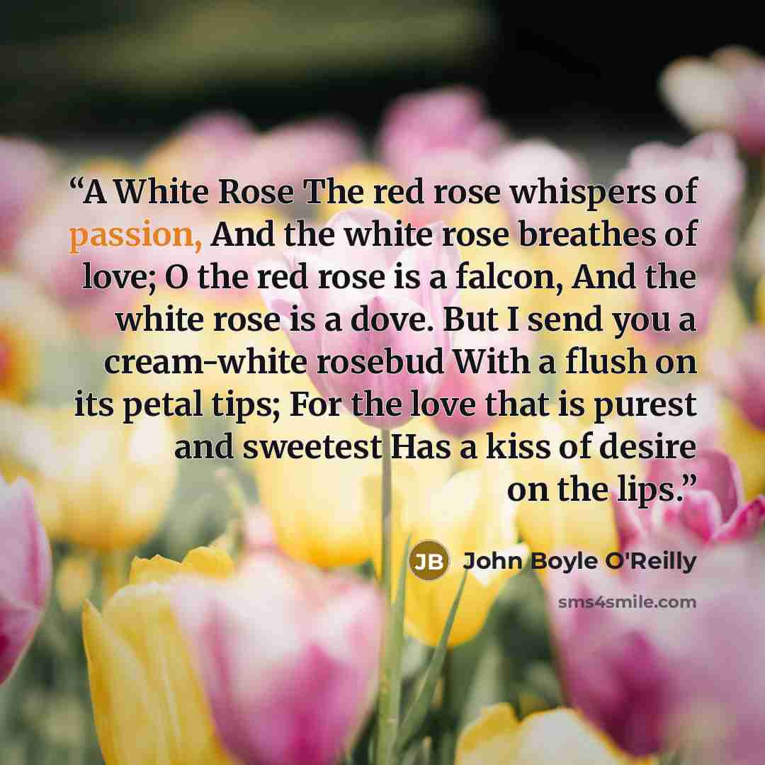 “A White Rose The red rose whispers of passion, And the white rose breathes of love; O the red rose is a falcon, And the white rose is a dove. But I send you a cream-white rosebud With a flush on its petal tips; For the love that is purest and sweetest Has a kiss of desire on the lips.” quote by John Boyle O'Reilly