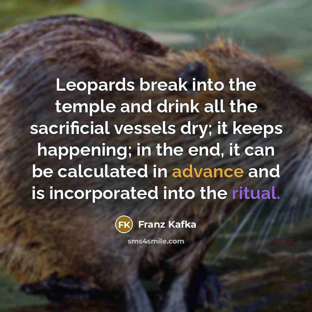 “Leopards break into the temple and drink all the sacrificial vessels dry; it keeps happening; in the end, it can be calculated in advance and is incorporated into the ritual.” quote by Franz Kafka