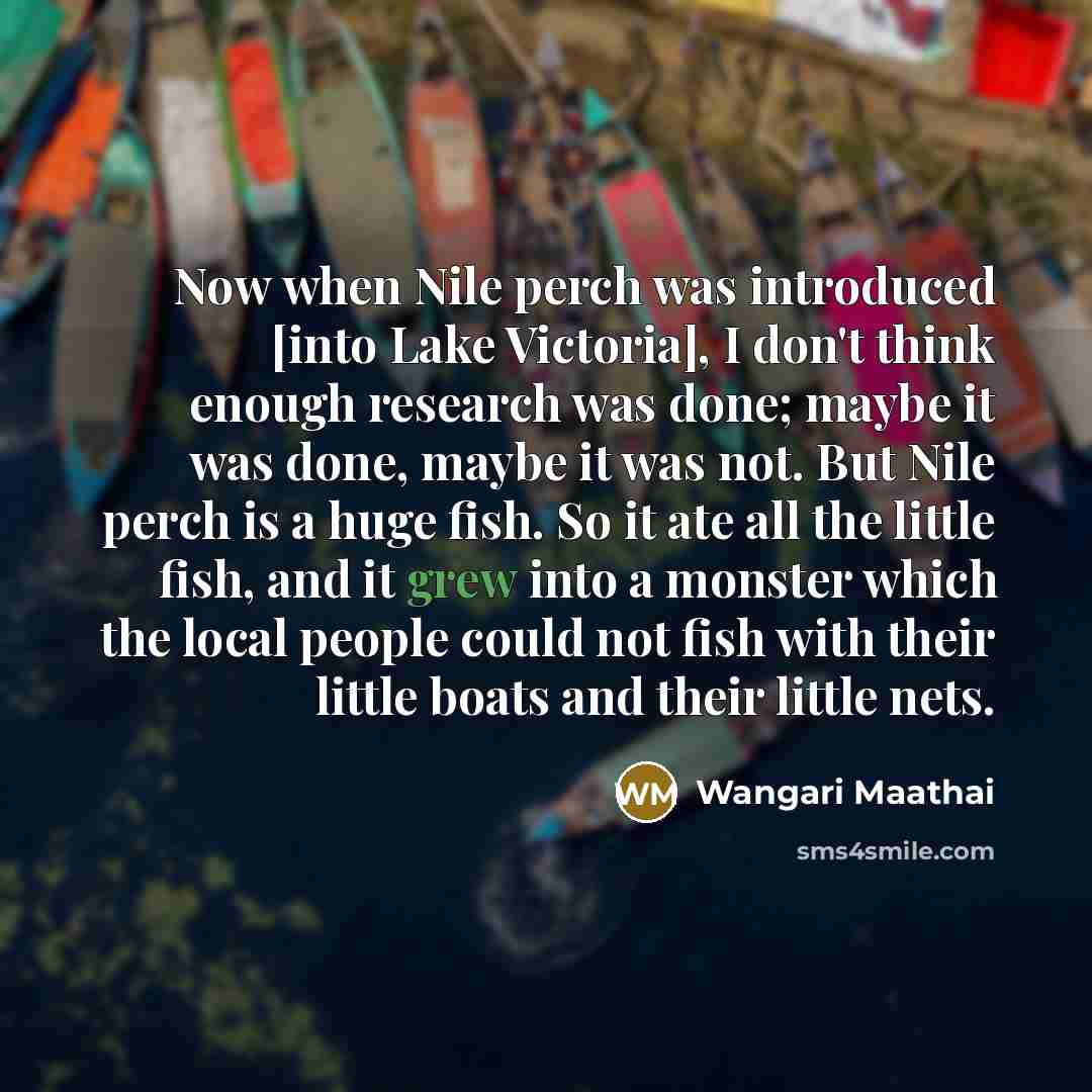 “Now when Nile perch was introduced [into Lake Victoria], I don't think enough research was done; maybe it was done, maybe it was not. But Nile perch is a huge fish. So it ate all the little fish, and it grew into a monster which the local people could not fish with their little boats and their…” quote by Wangari Maathai