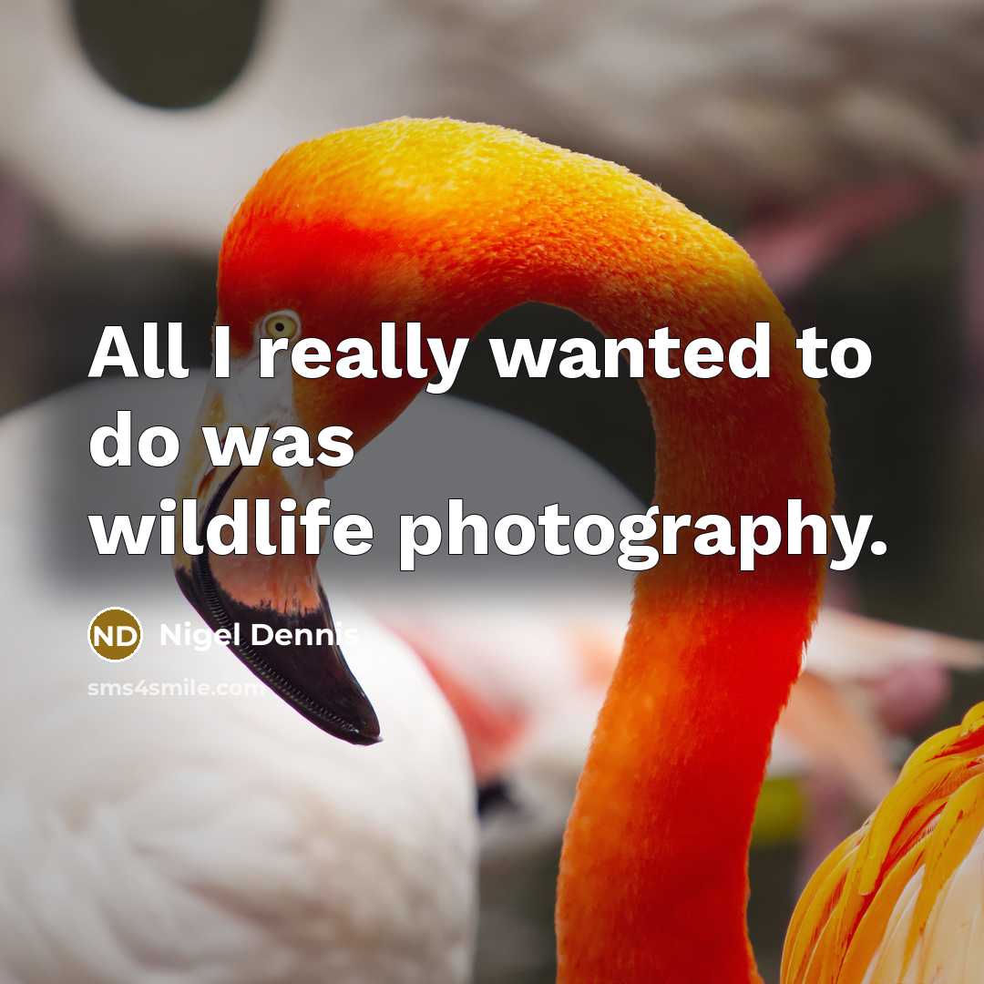 “All I really wanted to do was wildlife photography.” quote by Nigel Dennis