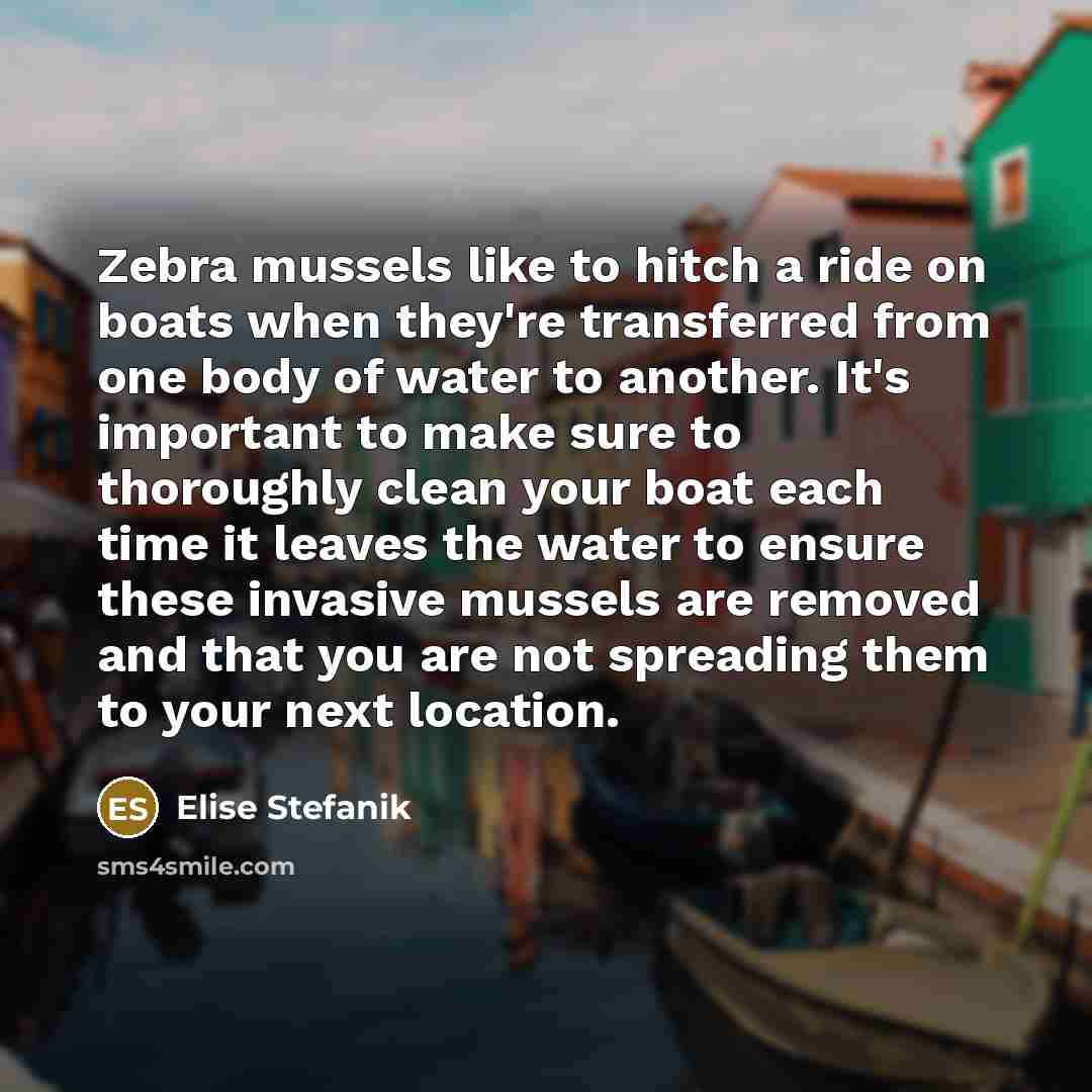 “Zebra mussels like to hitch a ride on boats when they're transferred from one body of water to another. It's important to make sure to thoroughly clean your boat each time it leaves the water to ensure these invasive mussels are removed and that you are not spreading them to your next location.” quote by Elise Stefanik