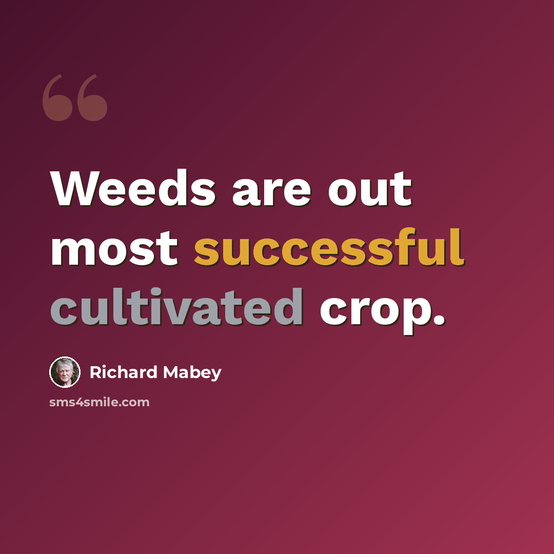 “Weeds are out most successful cultivated crop.” quote by Richard Mabey