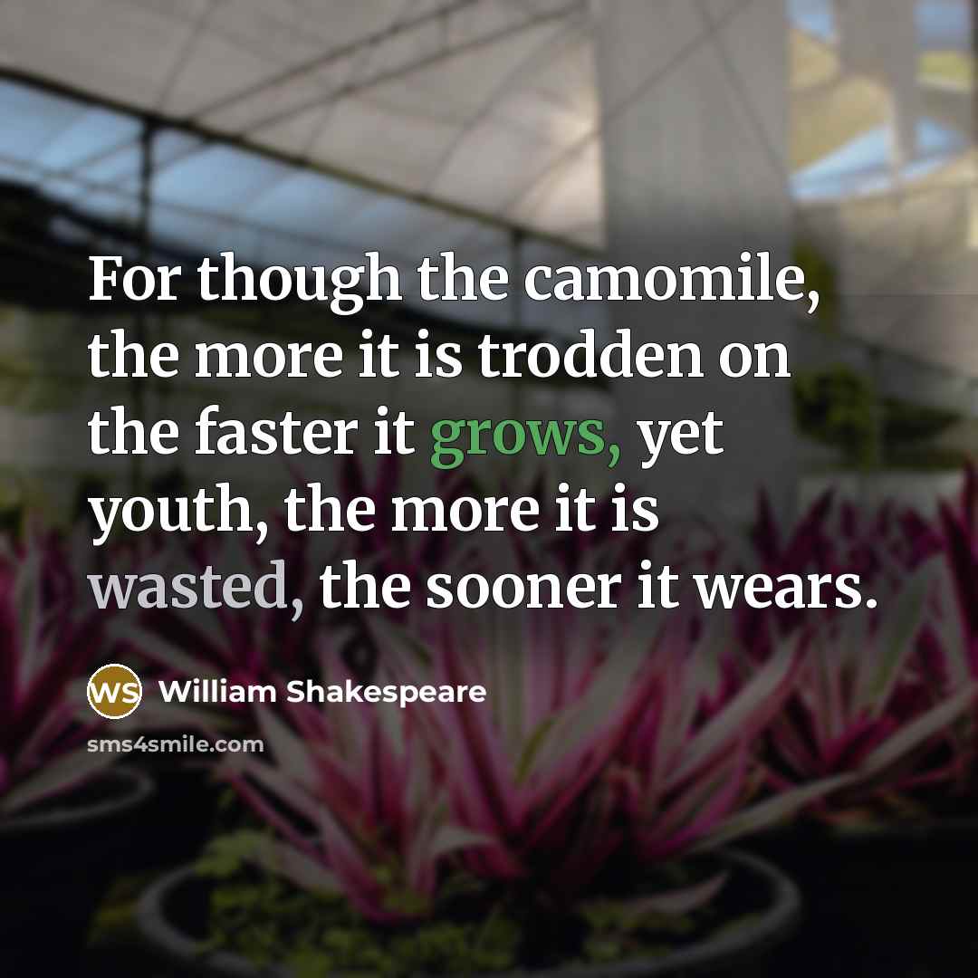 “For though the camomile, the more it is trodden on the faster it grows, yet youth, the more it is wasted, the sooner it wears.” quote by William Shakespeare
