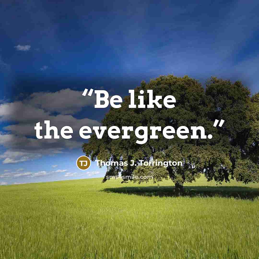 “Be like the evergreen.” quote by Thomas J. Torrington