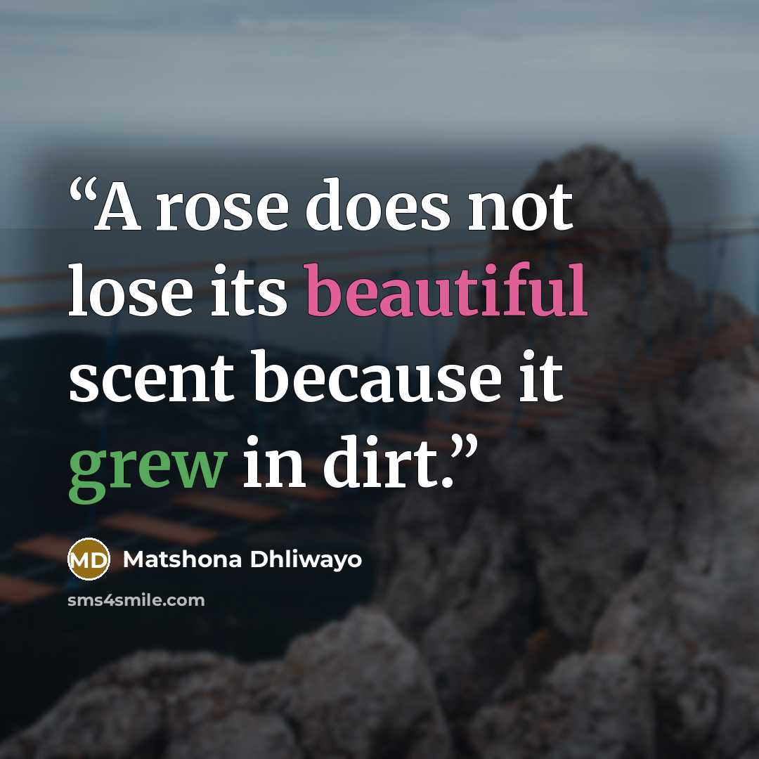 “A rose does not lose its beautiful scent because it grew in dirt.” quote by Matshona Dhliwayo