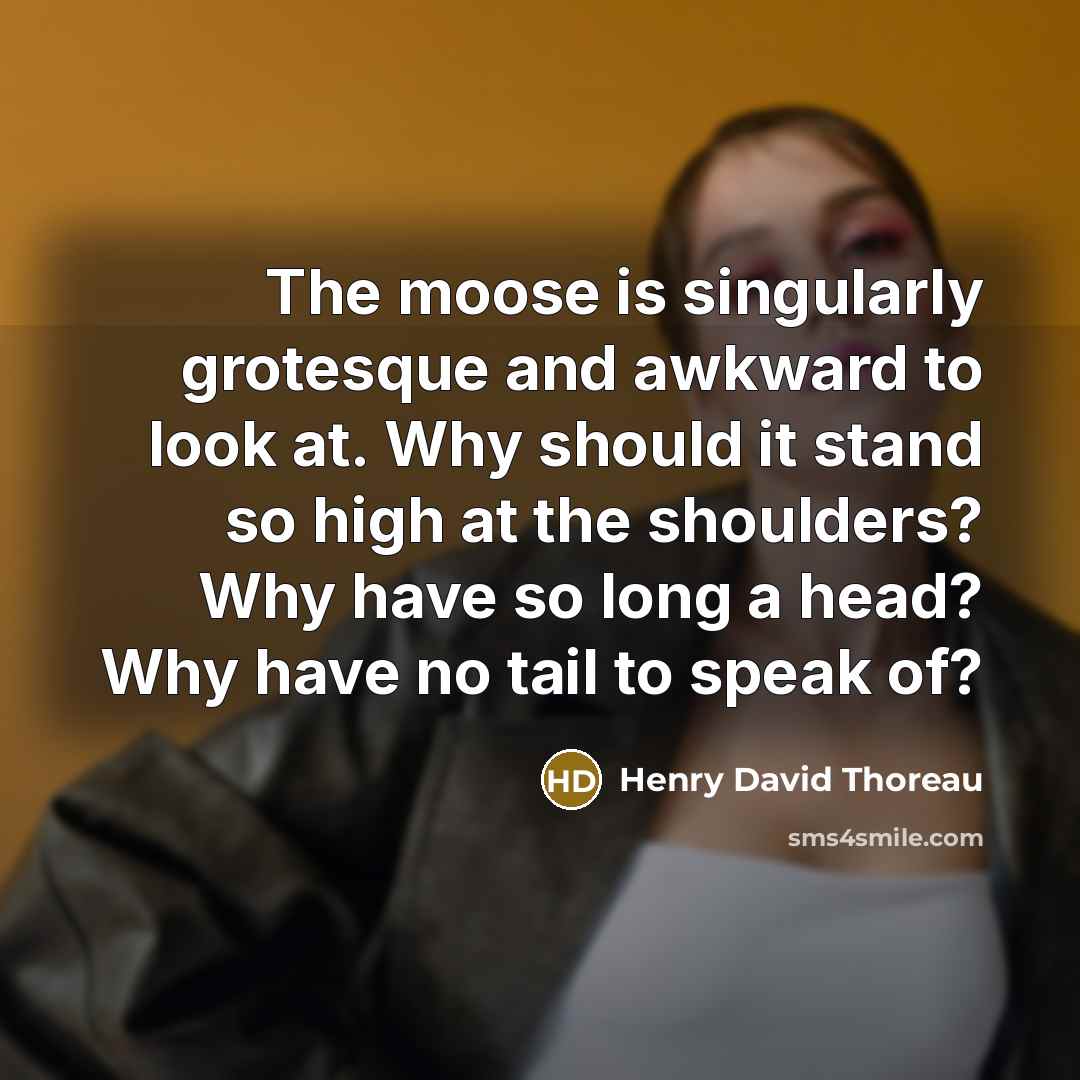 “The moose is singularly grotesque and awkward to look at. Why should it stand so high at the shoulders? Why have so long a head? Why have no tail to speak of?” quote by Henry David Thoreau