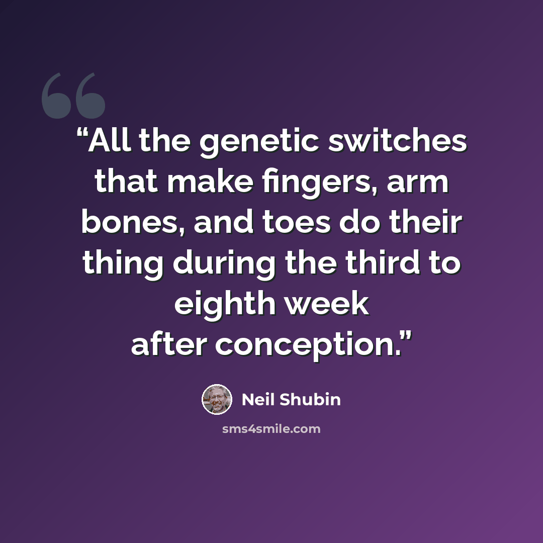 “All the genetic switches that make fingers, arm bones, and toes do their thing during the third to eighth week after conception.” quote by Neil Shubin