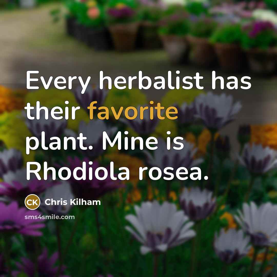 “Every herbalist has their favorite plant. Mine is Rhodiola rosea.” quote by Chris Kilham