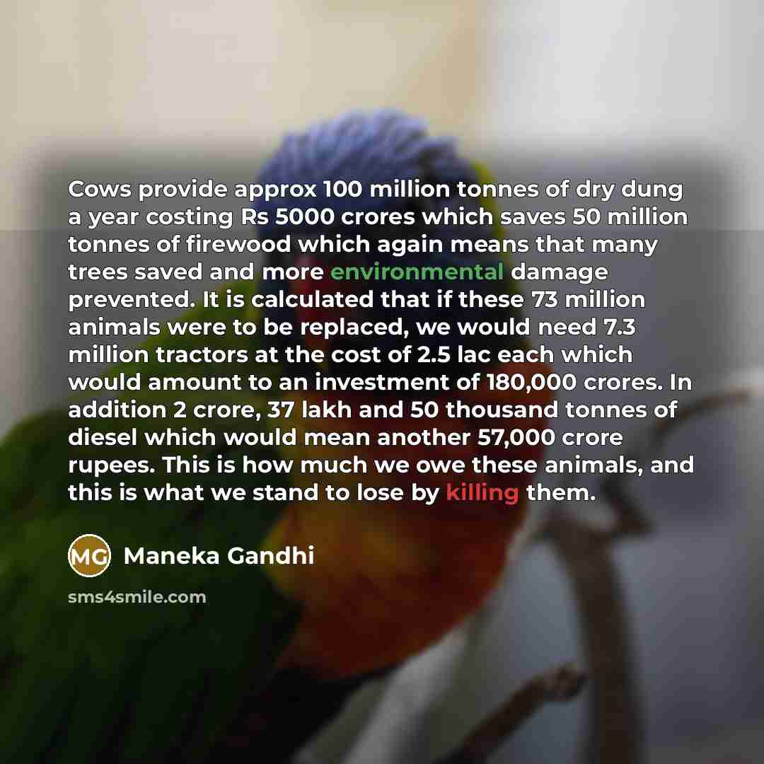 “Cows provide approx 100 million tonnes of dry dung a year costing Rs 5000 crores which saves 50 million tonnes of firewood which again means that many trees saved and more environmental damage prevented. It is calculated that if these 73 million animals were to be replaced, we would need 7.3…” quote by Maneka Gandhi