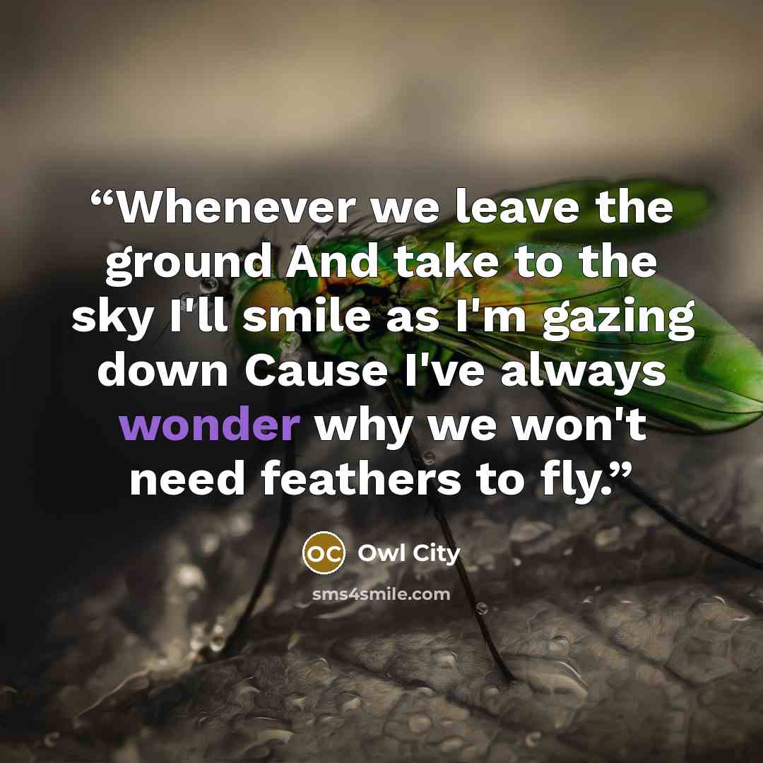 “Whenever we leave the ground And take to the sky I'll smile as I'm gazing down Cause I've always wonder why we won't need feathers to fly.” quote by Owl City