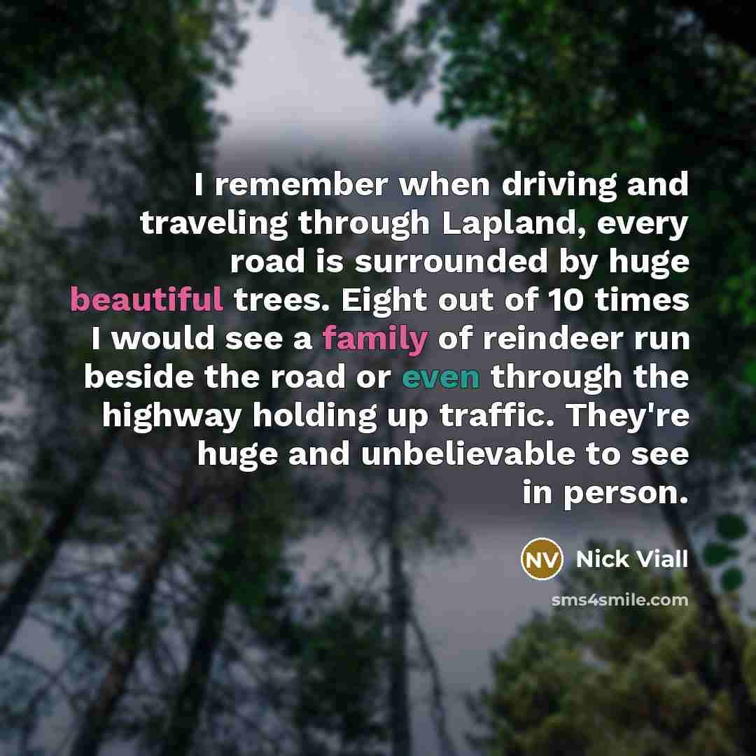 “I remember when driving and traveling through Lapland, every road is surrounded by huge beautiful trees. Eight out of 10 times I would see a family of reindeer run beside the road or even through the highway holding up traffic. They're huge and unbelievable to see in person.” quote by Nick Viall