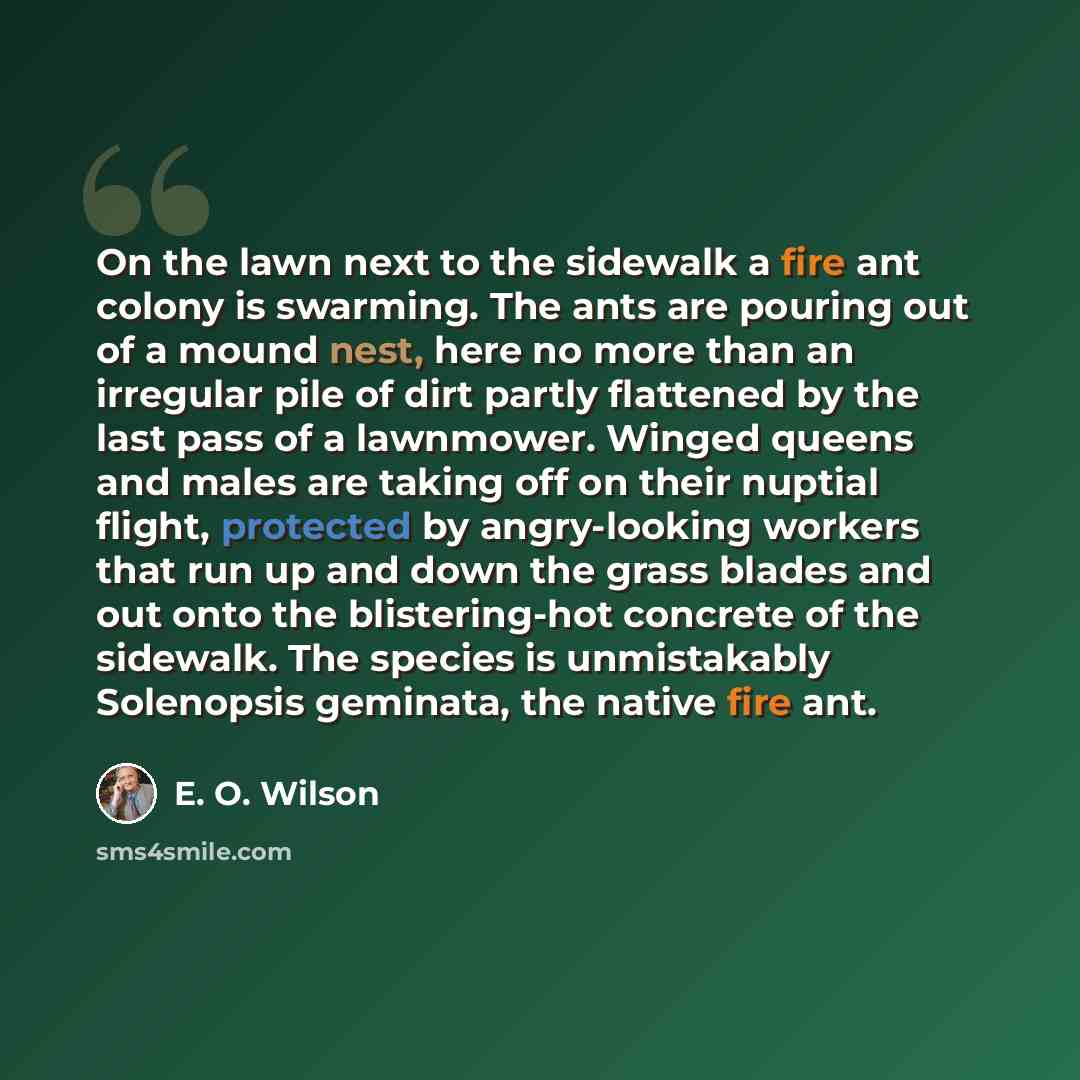 “On the lawn next to the sidewalk a fire ant colony is swarming. The ants are pouring out of a mound nest, here no more than an irregular pile of dirt partly flattened by the last pass of a lawnmower. Winged queens and males are taking off on their nuptial flight, protected by angry-looking workers…” quote by E. O. Wilson