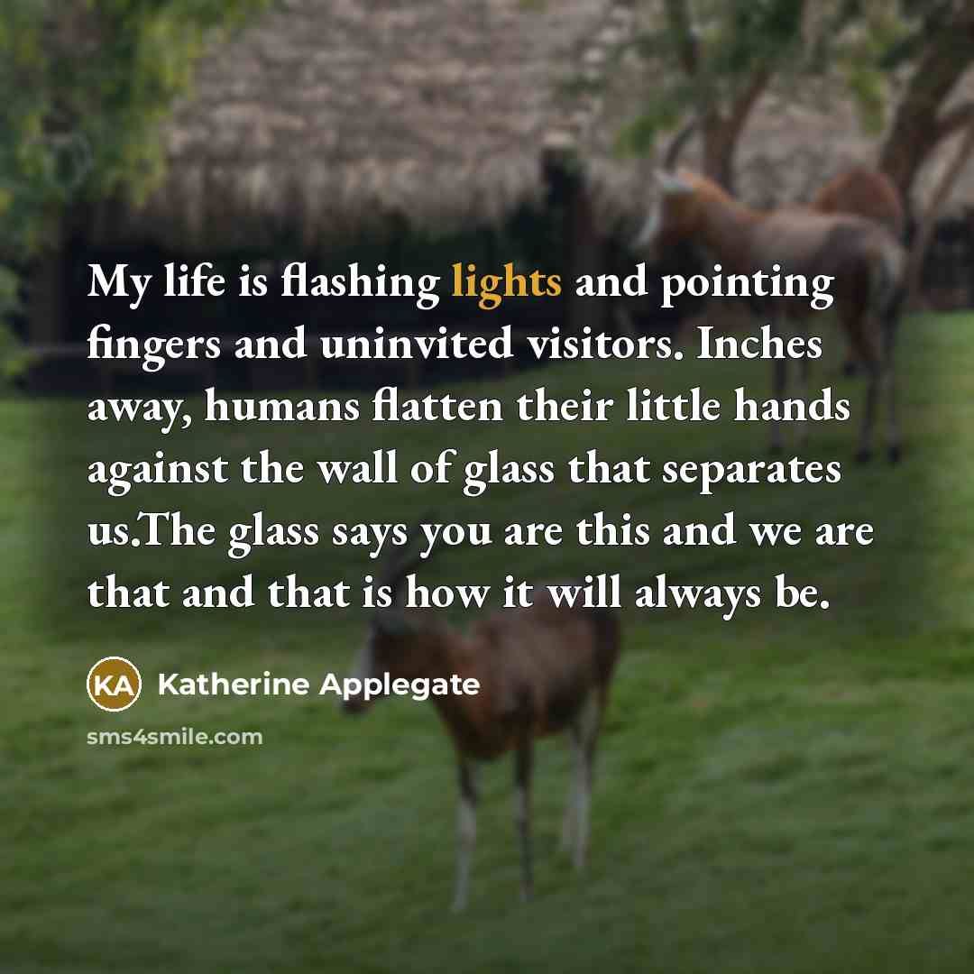 “My life is flashing lights and pointing fingers and uninvited visitors. Inches away, humans flatten their little hands against the wall of glass that separates us.The glass says you are this and we are that and that is how it will always be.” quote by Katherine Applegate