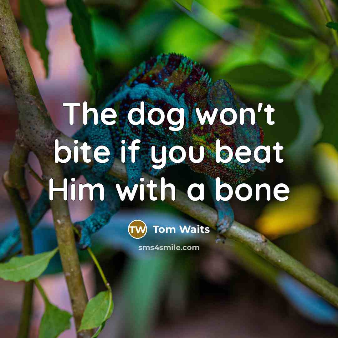 “The dog won't bite if you beat Him with a bone” quote by Tom Waits