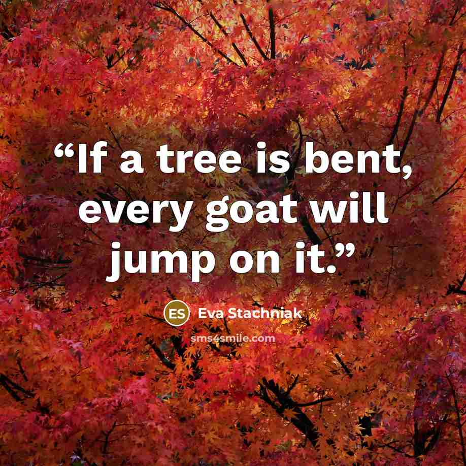 “If a tree is bent, every goat will jump on it.” quote by Eva Stachniak
