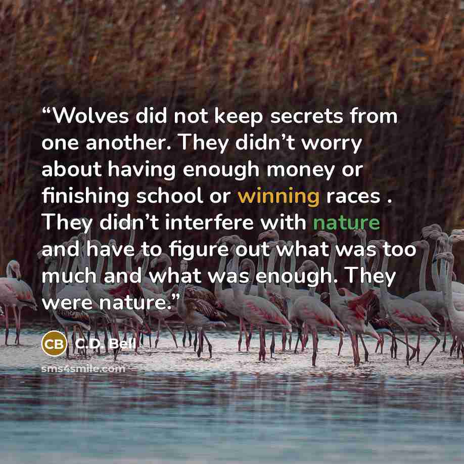 “Wolves did not keep secrets from one another. They didn’t worry about having enough money or finishing school or winning races . They didn’t interfere with nature and have to figure out what was too much and what was enough. They were nature.” quote by C.D. Bell