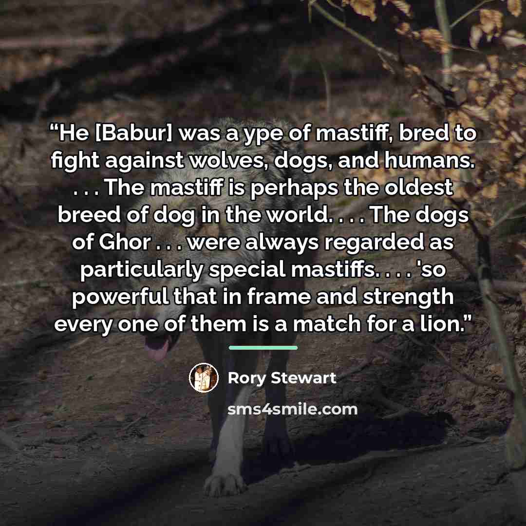 “He [Babur] was a ype of mastiff, bred to fight against wolves, dogs, and humans. . . . The mastiff is perhaps the oldest breed of dog in the world. . . . The dogs of Ghor . . . were always regarded as particularly special mastiffs. . . . 'so powerful that in frame and strength every one of them is…” quote by Rory Stewart