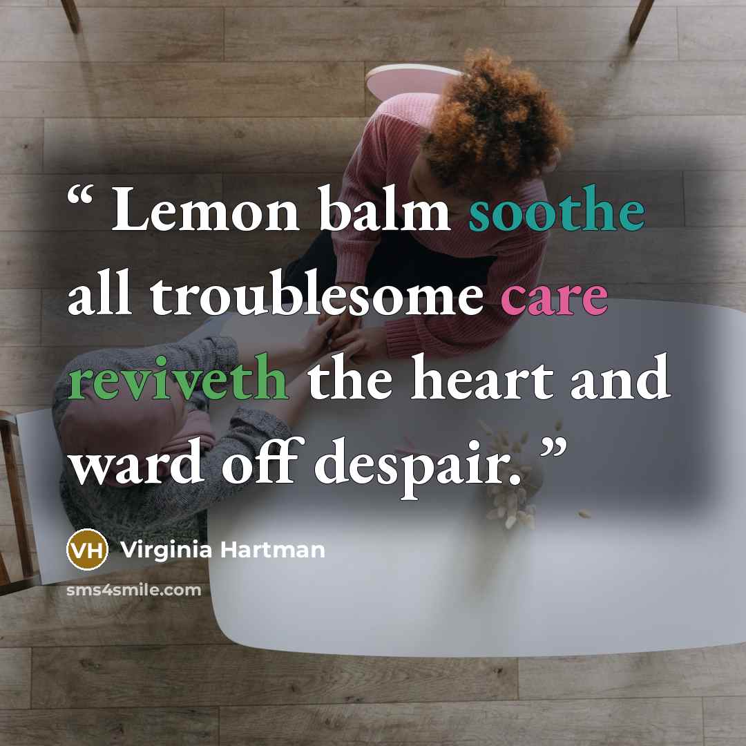 “Lemon balm soothe all troublesome care reviveth the heart and ward off despair.” quote by Virginia Hartman