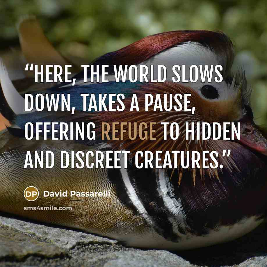 “Here, the world slows down, takes a pause, offering refuge to hidden and discreet creatures.” quote by David Passarelli