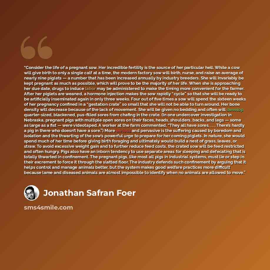 “Consider the life of a pregnant sow. Her incredible fertility is the source of her particular hell. While a cow will give birth to only a single calf at a time, the modern factory sow will birth, nurse, and raise an average of nearly nine piglets — a number that has been increased annually by…” quote by Jonathan Safran Foer