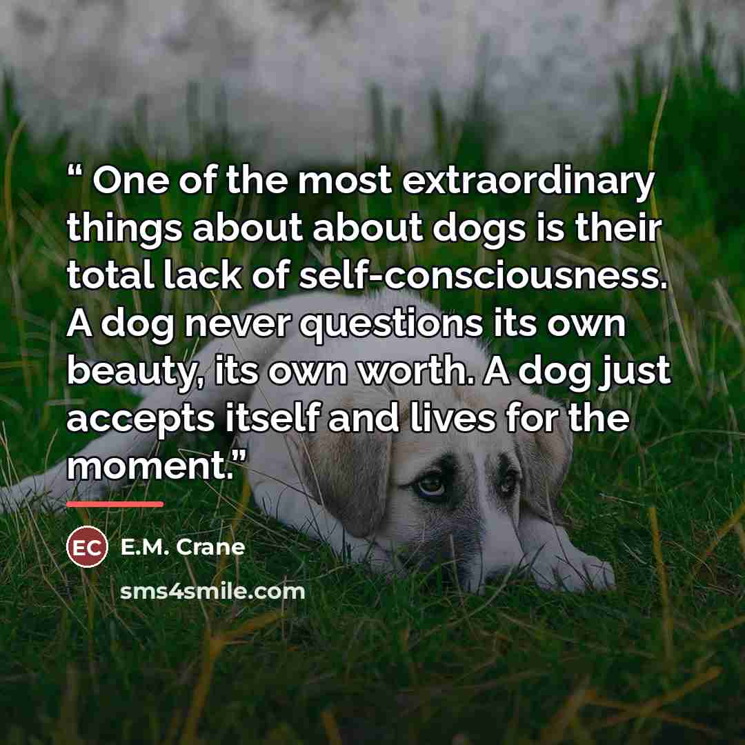 “One of the most extraordinary things about about dogs is their total lack of self-consciousness. A dog never questions its own beauty, its own worth. A dog just accepts itself and lives for the moment.” quote by E.M. Crane