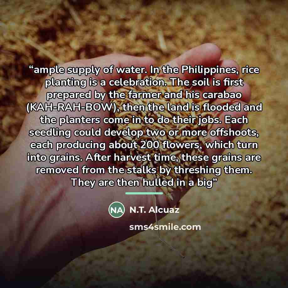 “ample supply of water. In the Philippines, rice planting is a celebration. The soil is first prepared by the farmer and his carabao (KAH-RAH-BOW), then the land is flooded and the planters come in to do their jobs. Each seedling could develop two or more offshoots, each producing about 200…” quote by N.T. Alcuaz