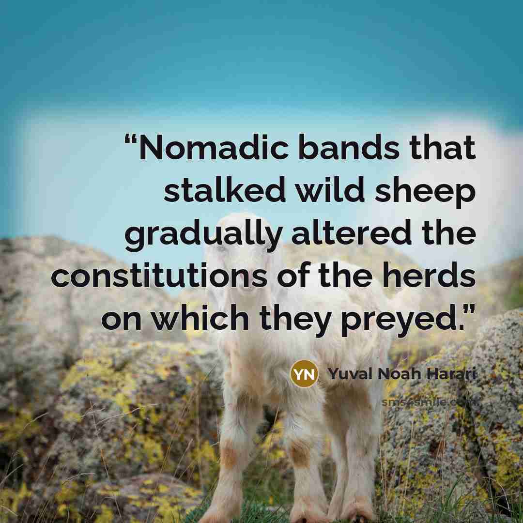 “Nomadic bands that stalked wild sheep gradually altered the constitutions of the herds on which they preyed.” quote by Yuval Noah Harari
