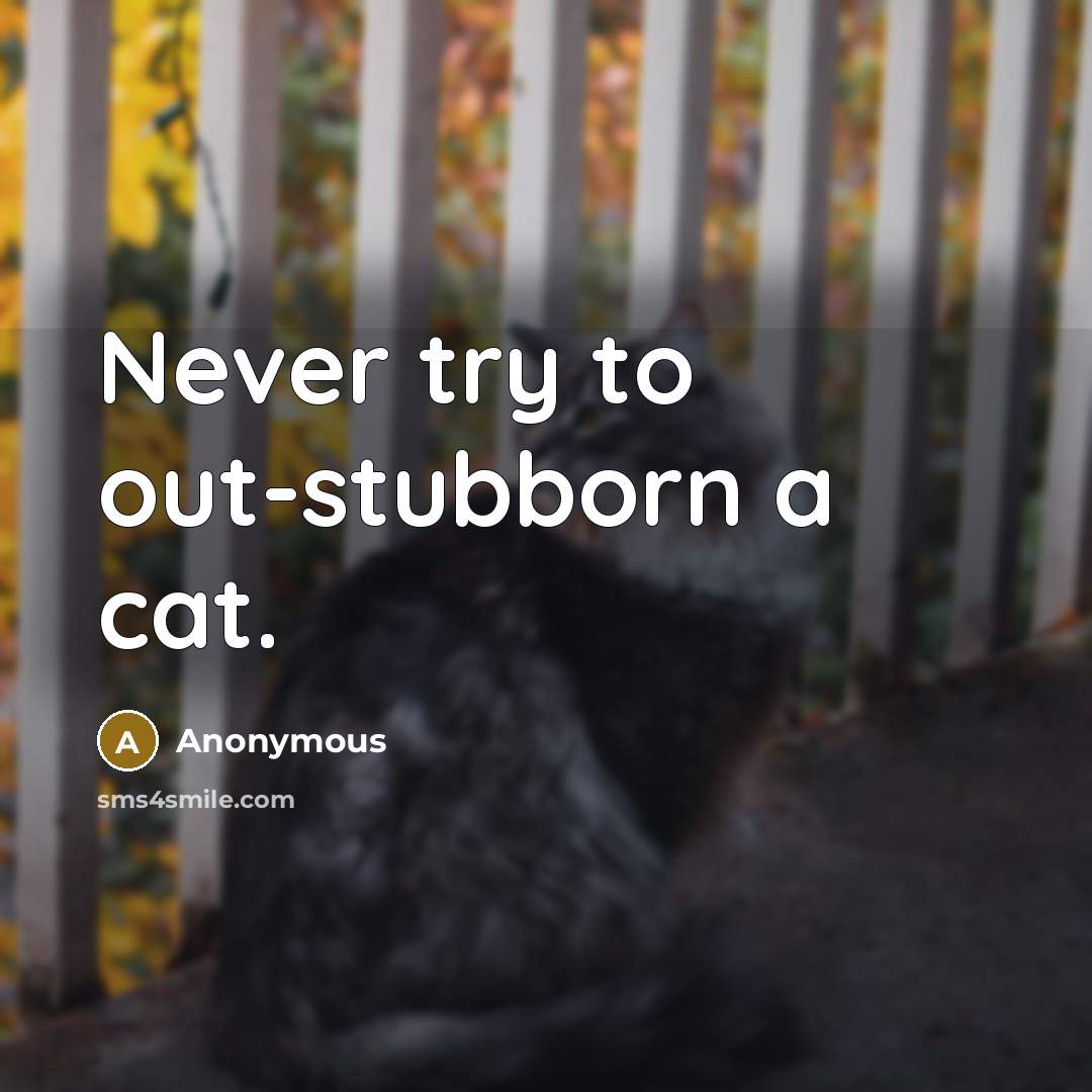 “Never try to out-stubborn a cat.” quote by Anonymous