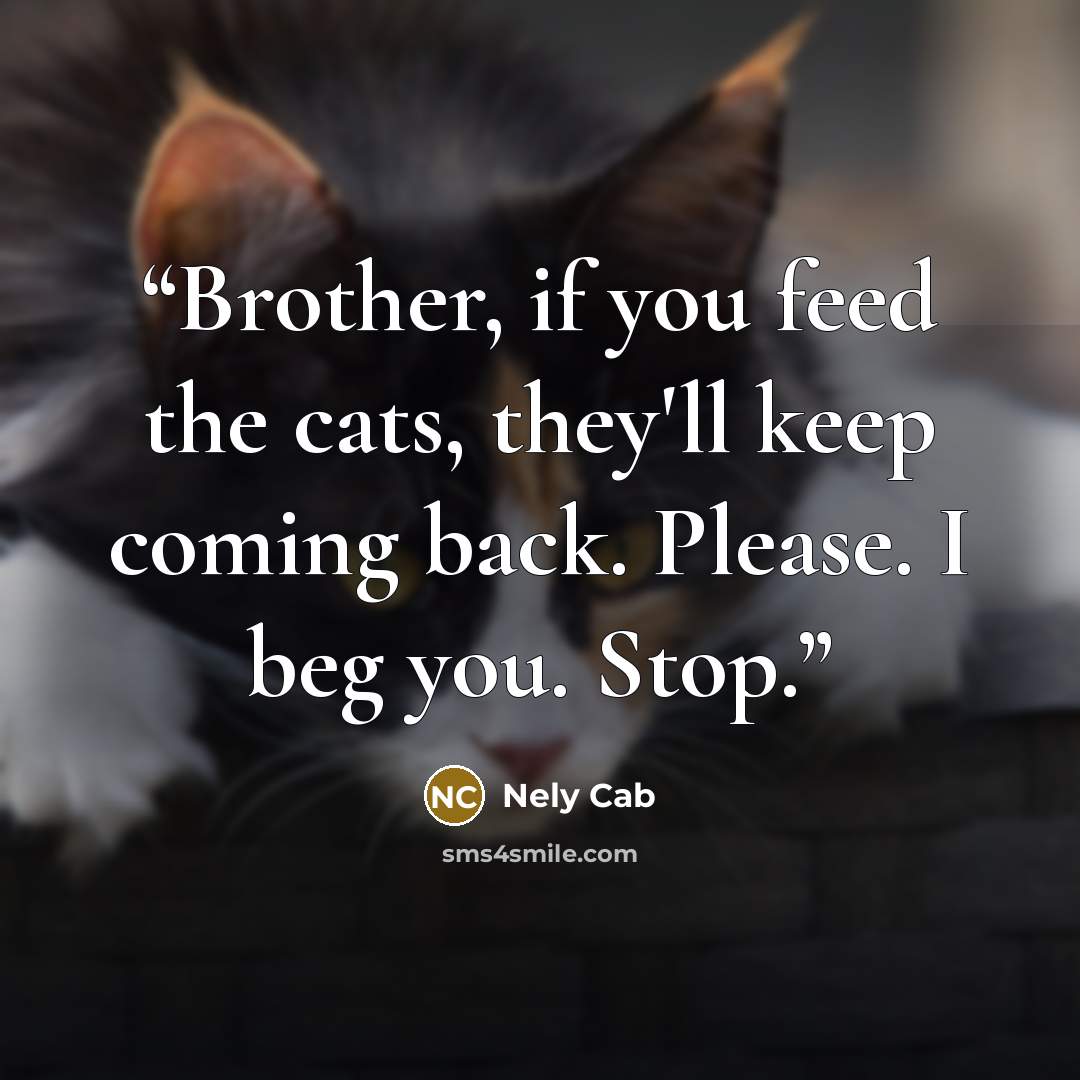 “Brother, if you feed the cats, they'll keep coming back. Please. I beg you. Stop.” quote by Nely Cab