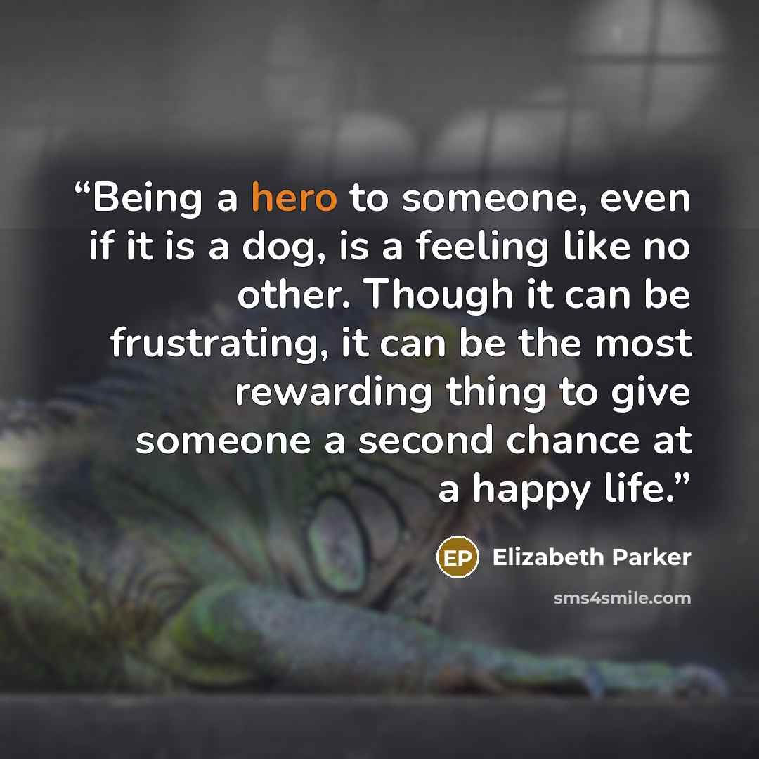 “Being a hero to someone, even if it is a dog, is a feeling like no other. Though it can be frustrating, it can be the most rewarding thing to give someone a second chance at a happy life.” quote by Elizabeth Parker