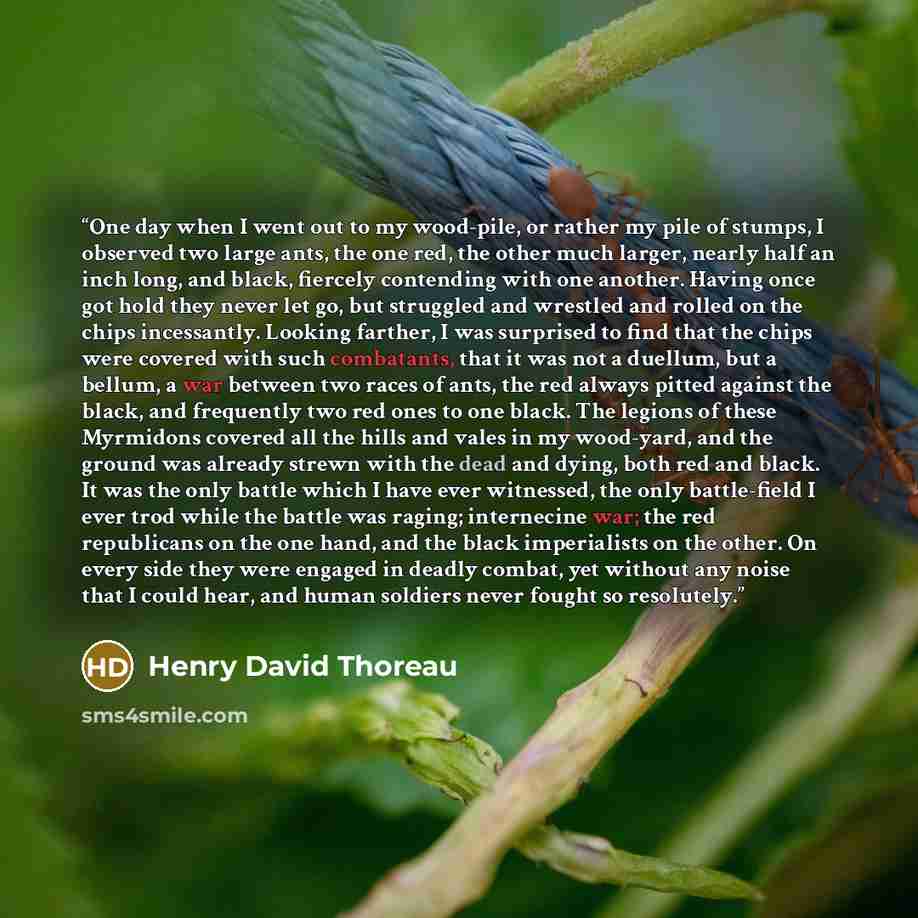 “One day when I went out to my wood-pile, or rather my pile of stumps, I observed two large ants, the one red, the other much larger, nearly half an inch long, and black, fiercely contending with one another. Having once got hold they never let go, but struggled and wrestled and rolled on the chips…” quote by Henry David Thoreau
