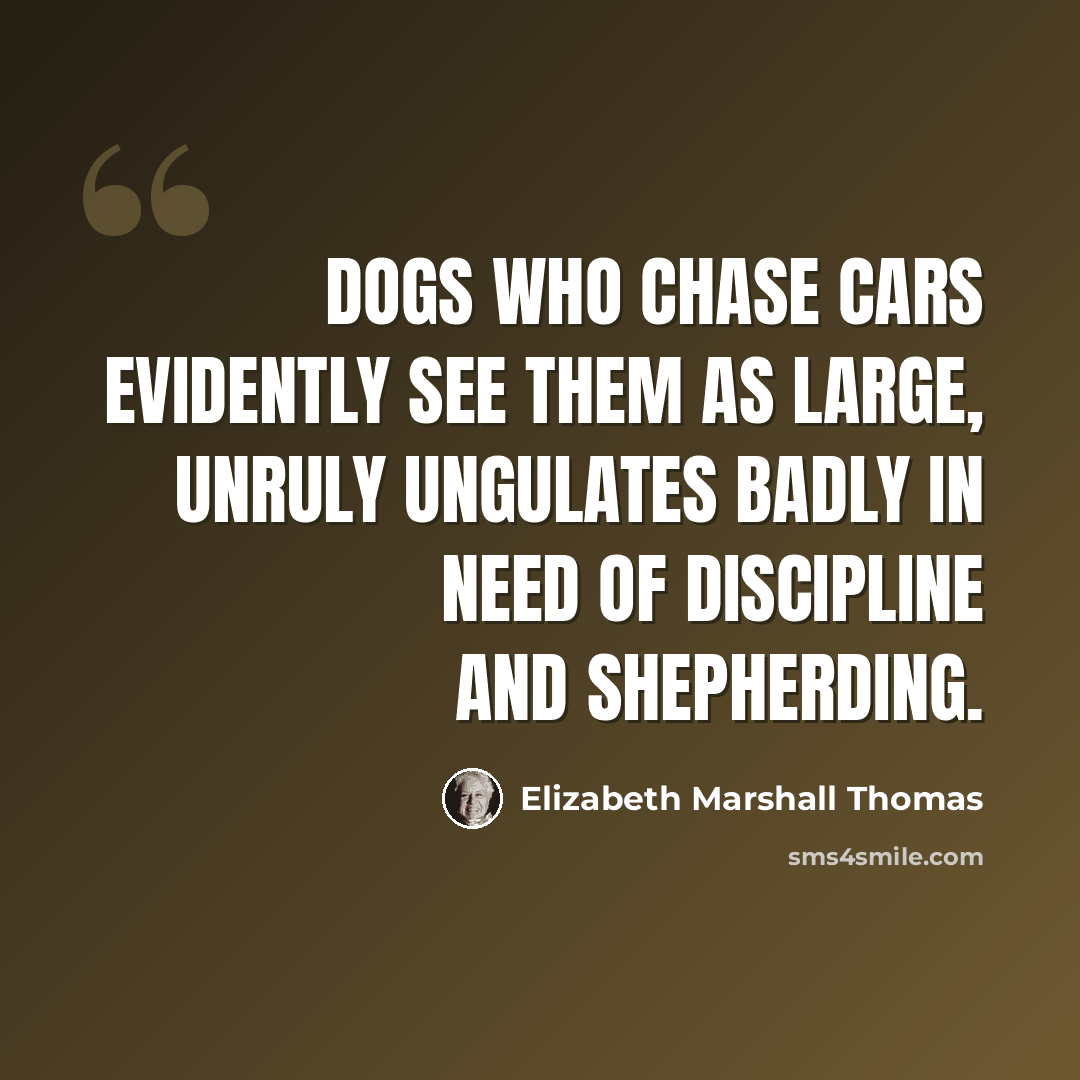 “Dogs who chase cars evidently see them as large, unruly ungulates badly in need of discipline and shepherding.” quote by Elizabeth Marshall Thomas