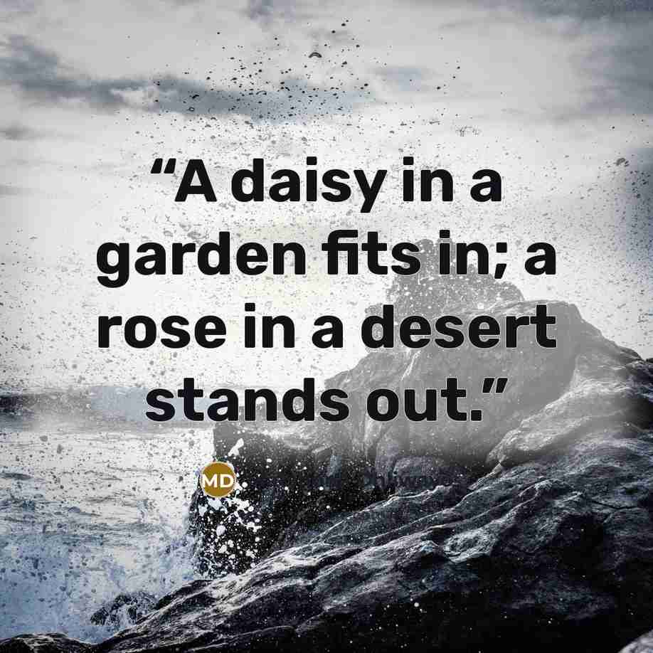 “A daisy in a garden fits in; a rose in a desert stands out.” quote by Matshona Dhliwayo