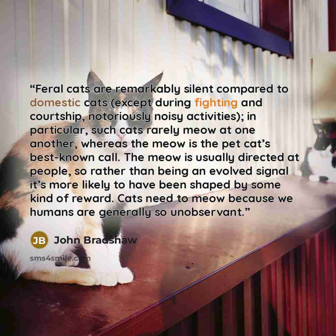 “Feral cats are remarkably silent compared to domestic cats (except during fighting and courtship, notoriously noisy activities); in particular, such cats rarely meow at one another, whereas the meow is the pet cat’s best-known call. The meow is usually directed at people, so rather than being an…” quote by John Bradshaw