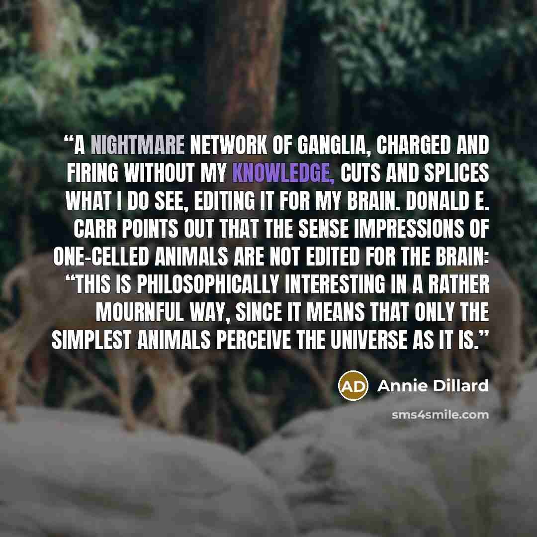 “A nightmare network of ganglia, charged and firing without my knowledge, cuts and splices what I do see, editing it for my brain. Donald E. Carr points out that the sense impressions of one-celled animals are not edited for the brain: “This is philosophically interesting in a rather mournful way…” quote by Annie Dillard