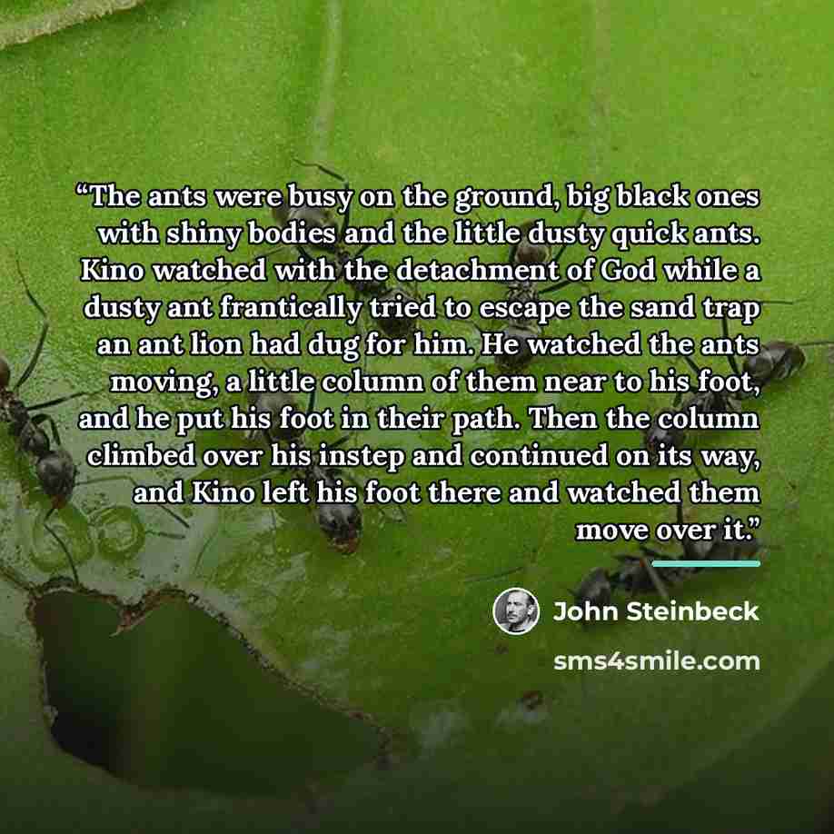 “The ants were busy on the ground, big black ones with shiny bodies and the little dusty quick ants. Kino watched with the detachment of God while a dusty ant frantically tried to escape the sand trap an ant lion had dug for him. He watched the ants moving, a little column of them near to his foot…” quote by John Steinbeck