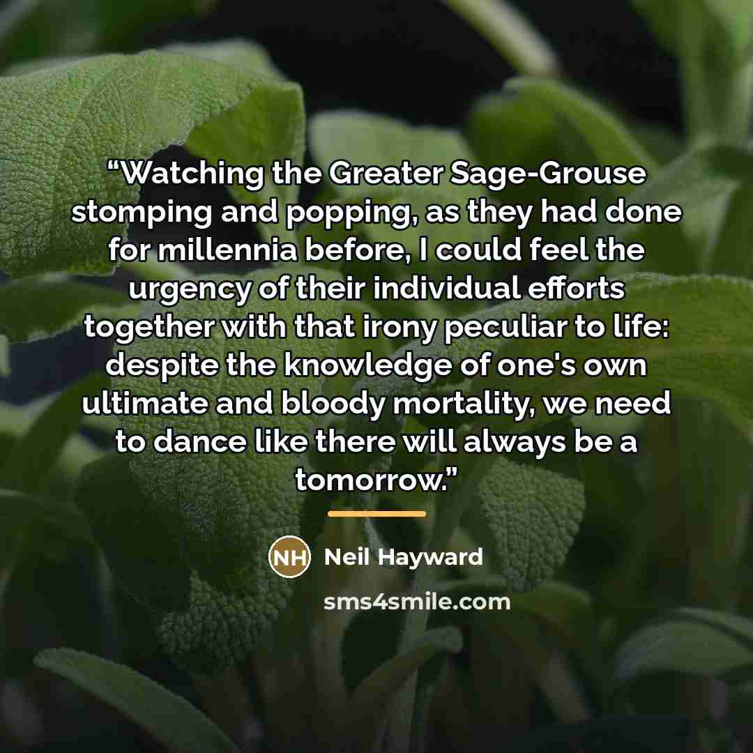 “Watching the Greater Sage-Grouse stomping and popping, as they had done for millennia before, I could feel the urgency of their individual efforts together with that irony peculiar to life: despite the knowledge of one's own ultimate and bloody mortality, we need to dance like there will always be…” quote by Neil Hayward
