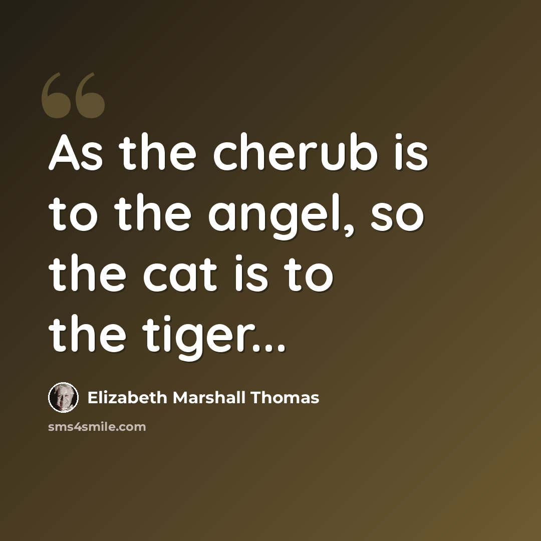 “As the cherub is to the angel, so the cat is to the tiger...” quote by Elizabeth Marshall Thomas