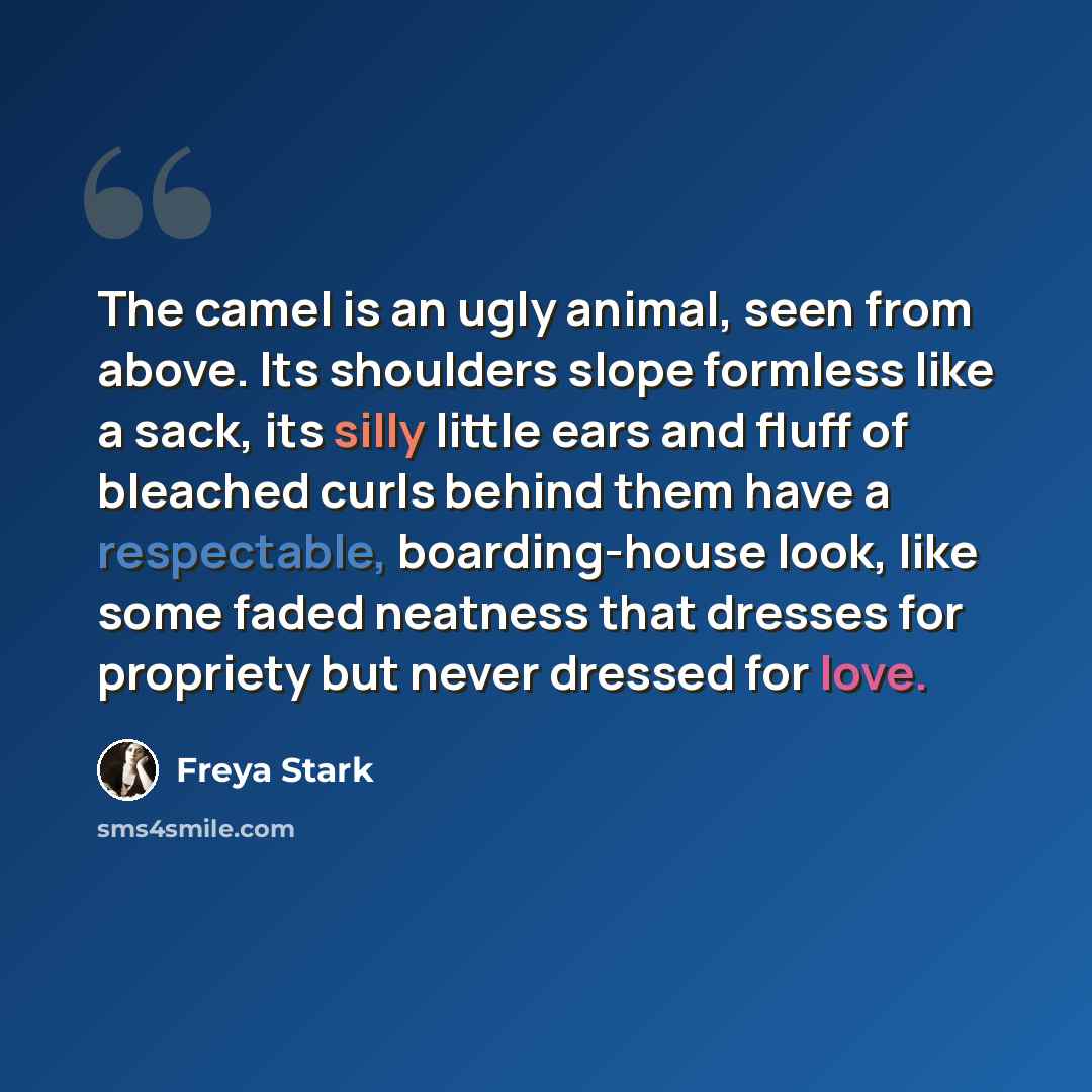 “The camel is an ugly animal, seen from above. Its shoulders slope formless like a sack, its silly little ears and fluff of bleached curls behind them have a respectable, boarding-house look, like some faded neatness that dresses for propriety but never dressed for love.” quote by Freya Stark