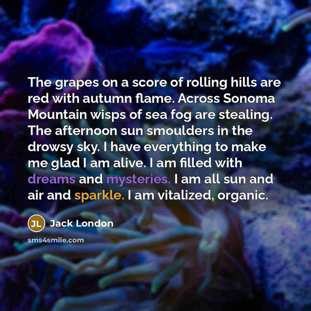 “The grapes on a score of rolling hills are red with autumn flame. Across Sonoma Mountain wisps of sea fog are stealing. The afternoon sun smoulders in the drowsy sky. I have everything to make me glad I am alive. I am filled with dreams and mysteries. I am all sun and air and sparkle. I am…” quote by Jack London