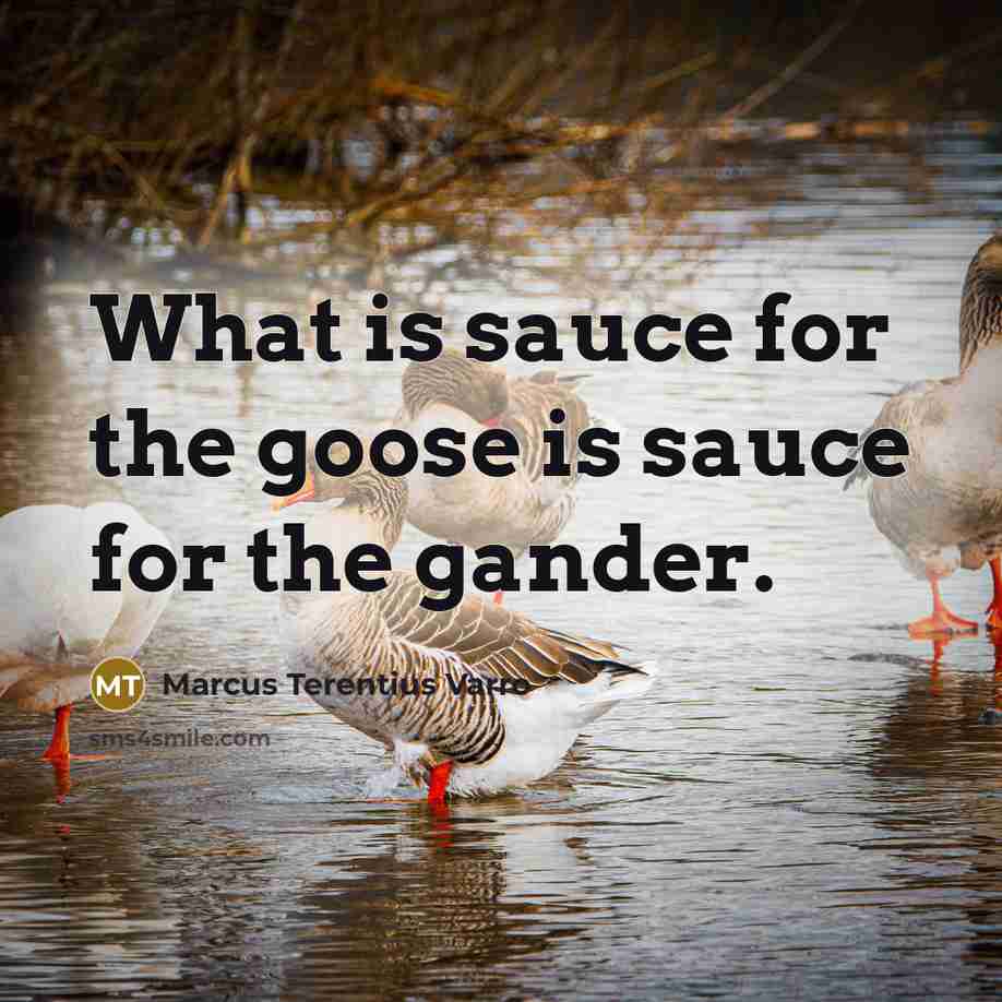 “What is sauce for the goose is sauce for the gander.” quote by Marcus Terentius Varro
