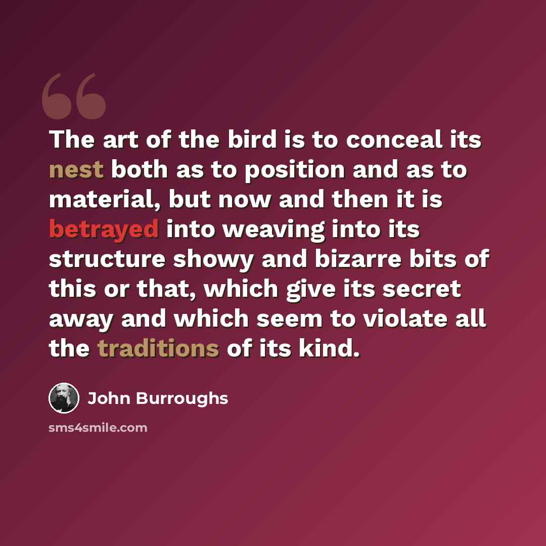 “The art of the bird is to conceal its nest both as to position and as to material, but now and then it is betrayed into weaving into its structure showy and bizarre bits of this or that, which give its secret away and which seem to violate all the traditions of its kind.” quote by John Burroughs